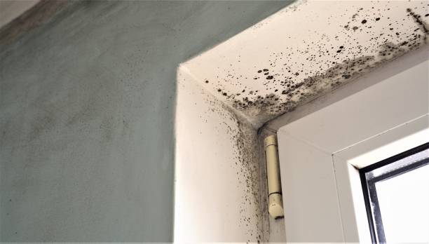 Forensic Mold Investigation in Ocklawaha, FL