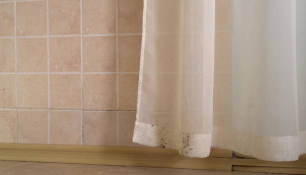 Ocklawaha, FL Mold Removal Company