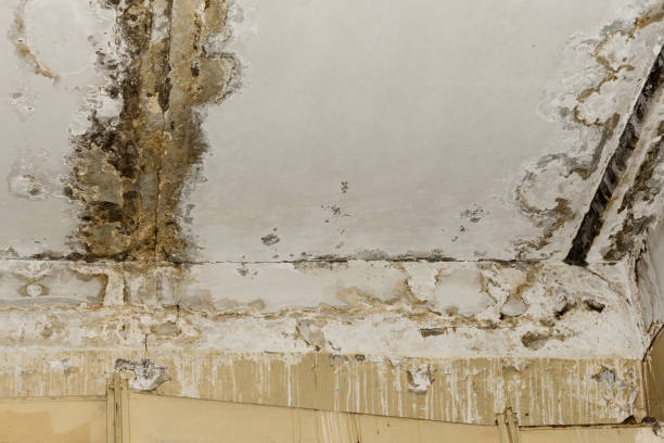 Environmental Consulting for Mold Prevention in Ocklawaha, FL