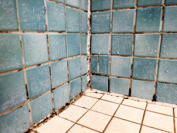 Best Mold Remediation for Healthcare Facilities  in Ocklawaha, FL