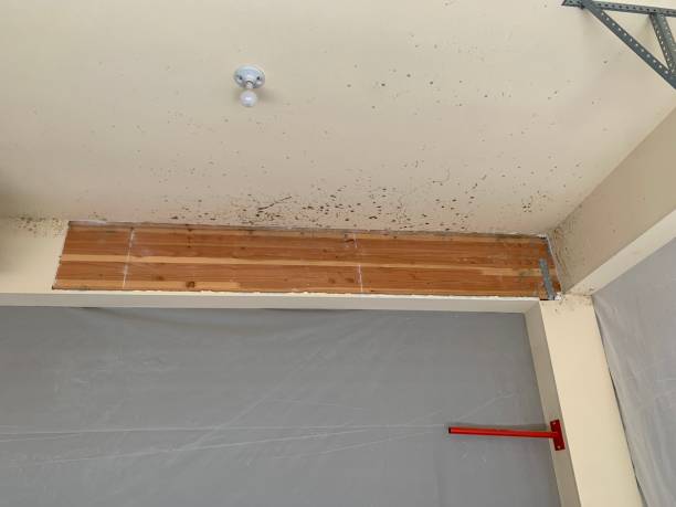 Mold Remediation for Vacation Homes in Ocklawaha, FL