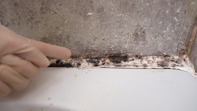  Ocklawaha, FL Mold Removal Pros
