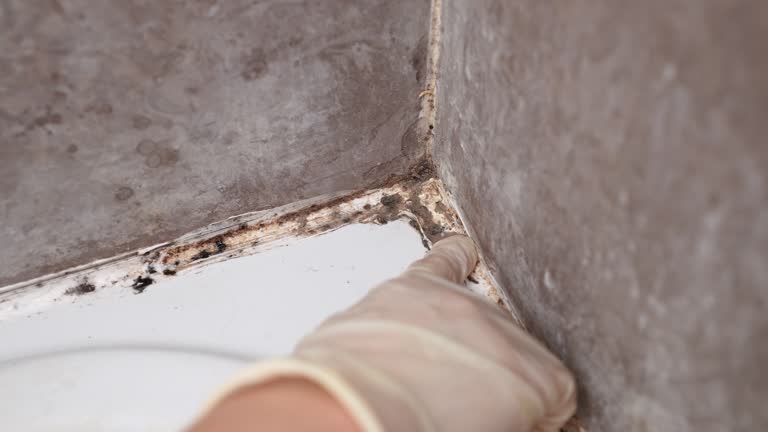 Best Dehumidification Services  in Ocklawaha, FL